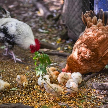 Minimbah Farm Cottages-Family Farmstay- Choose From 2 & 3 Bedroom Cottages And 6 Bedroom House Kangaroo Valley Luaran gambar