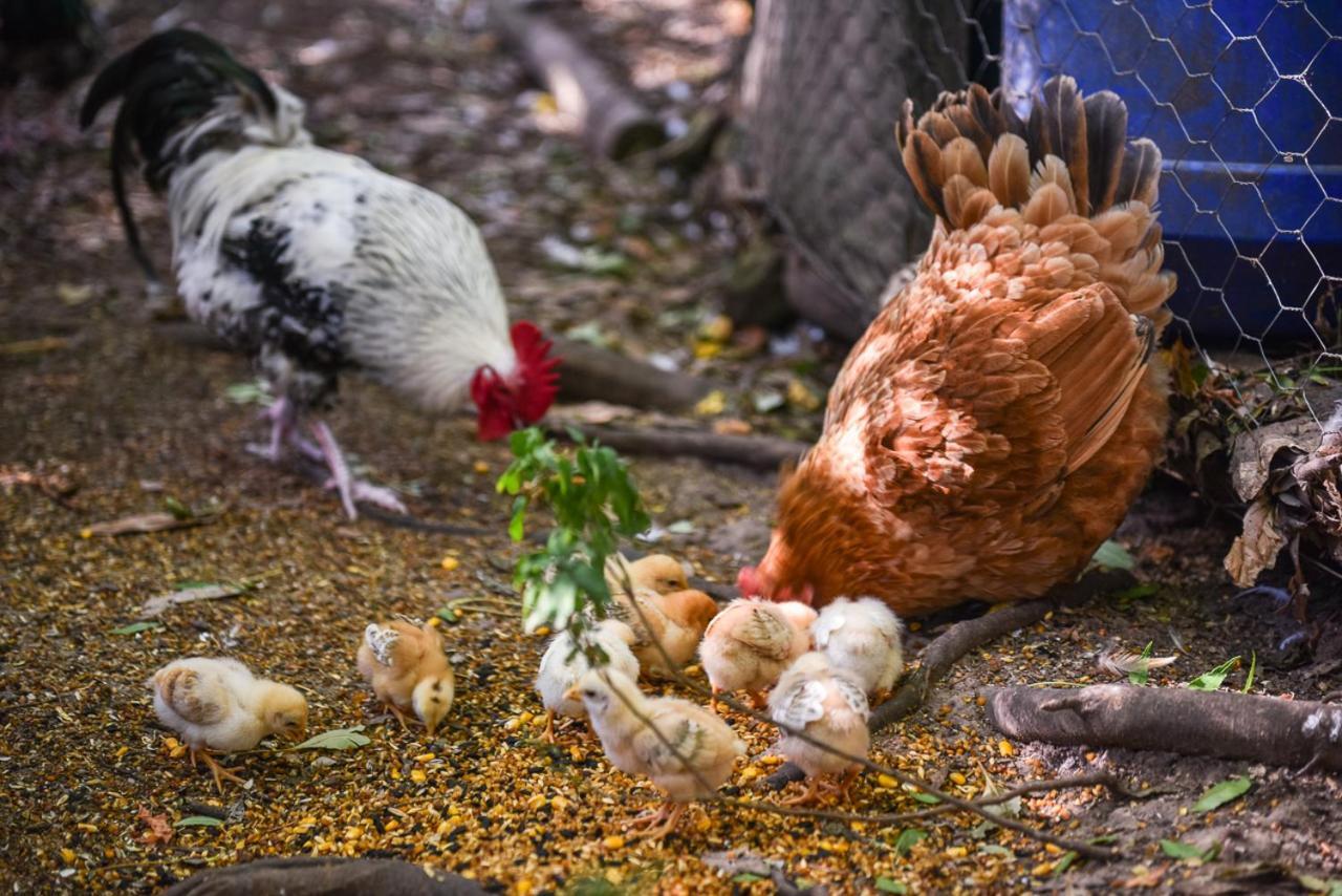 Minimbah Farm Cottages-Family Farmstay- Choose From 2 & 3 Bedroom Cottages And 6 Bedroom House Kangaroo Valley Luaran gambar